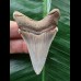 6,0 cm schön erhaltener Zahn des Carcharocles Angustidens