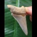 6,0 cm schön erhaltener Zahn des Carcharocles Angustidens