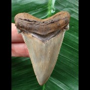 6,7 cm scharfer Zahn des Carcharocles Angustidens