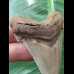 6,7 cm scharfer Zahn des Carcharocles Angustidens