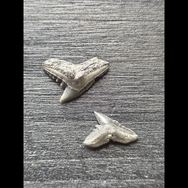 Galeocerdo latidens (tiger shark † ) - teeth - Set #6