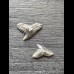 Galeocerdo latidens (tiger shark † ) - teeth - Set #6