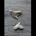 Galeocerdo latidens (tiger shark † ) - teeth - Set #6