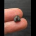 Ptychodus whipplei Shark - Tooth #2