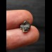 Ptychodus whipplei Shark - Tooth #2
