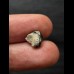 Ptychodus whipplei Shark - Tooth #2