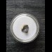 Ptychodus whipplei Shark- Tooth #4