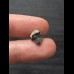 Ptychodus whipplei Shark- Tooth #4