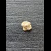 Nebrius obliquus - Tooth (Nurse Shark †) #1
