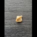Nebrius obliquus - Tooth (Nurse Shark †) #1