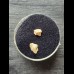 Nebrius-obliquus- Tooth (Nurse Shark †) #3