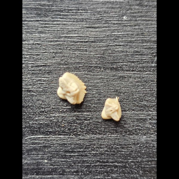 Nebrius-obliquus- Tooth (Nurse Shark †) #3
