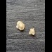 Nebrius-obliquus- Tooth (Nurse Shark †) #3