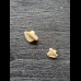 Nebrius-obliquus- Tooth (Nurse Shark †) #3