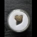 Squalicorax kaupi - Tooth (Crow Shark †) #1