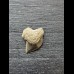 Squalicorax kaupi - Tooth (Crow Shark †) #1