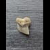 Squalicorax kaupi - Tooth (Crow Shark †) #1