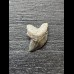 Squalicorax kaupi - Tooth (Crow Shark †) #4