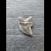 Squalicorax kaupi - Tooth (Crow Shark †) #4
