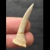 4, 1 cm Pristiophorus lanceolatus (Sawfish †) - Tooth 