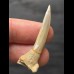 4, 1 cm Pristiophorus lanceolatus (Sawfish †) - Tooth 