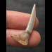 3,5 cm Pristiophorus lanceolatus (Sägehai †) - Zahn