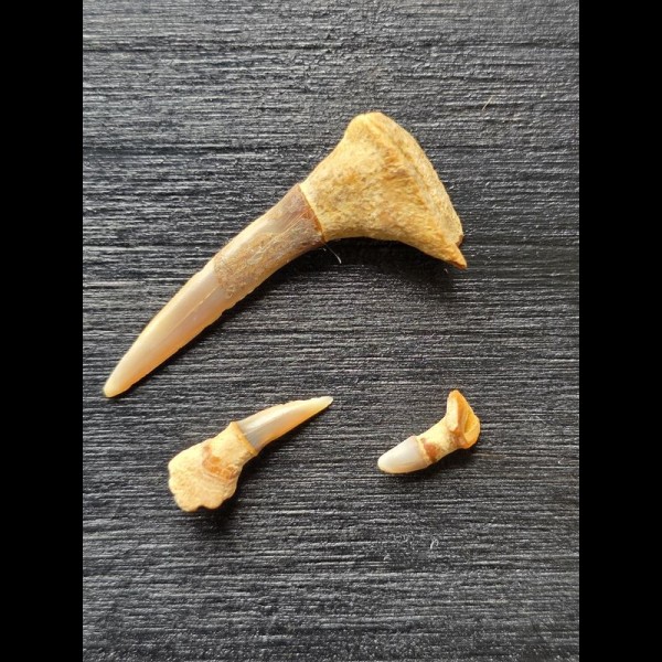 Pristiophorus lanceolatus (Sawfish †) - Set of 3 teeth