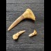 Pristiophorus lanceolatus (Sawfish †) - Set of 3 teeth