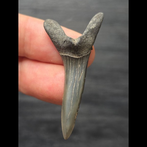 4,8 cm Scapanorhynchus texanus - Haizahn