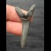 4,8 cm Scapanorhynchus texanus - Haizahn