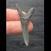 4,8 cm Scapanorhynchus texanus - Haizahn