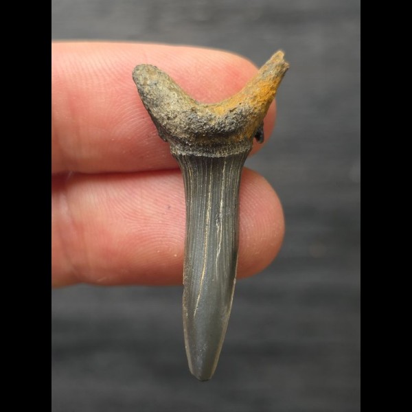 3.9 cm Scapanorhynchus texanus - Shark tooth