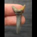 3.9 cm Scapanorhynchus texanus - Shark tooth