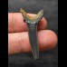 3.9 cm Scapanorhynchus texanus - Shark tooth