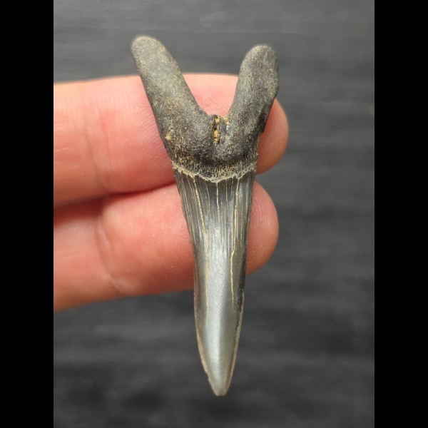 4.9 cm Scapanorhynchus texanus - Shark tooth