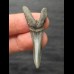 4.9 cm Scapanorhynchus texanus - Shark tooth