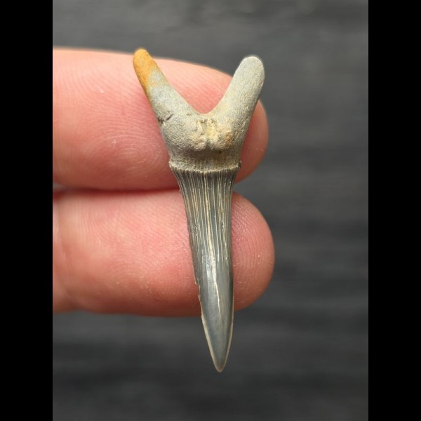 3, 4 cm Scapanorhynchus texanus - shark tooth