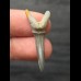 3, 4 cm Scapanorhynchus texanus - shark tooth