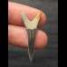 3, 4 cm Scapanorhynchus texanus - shark tooth