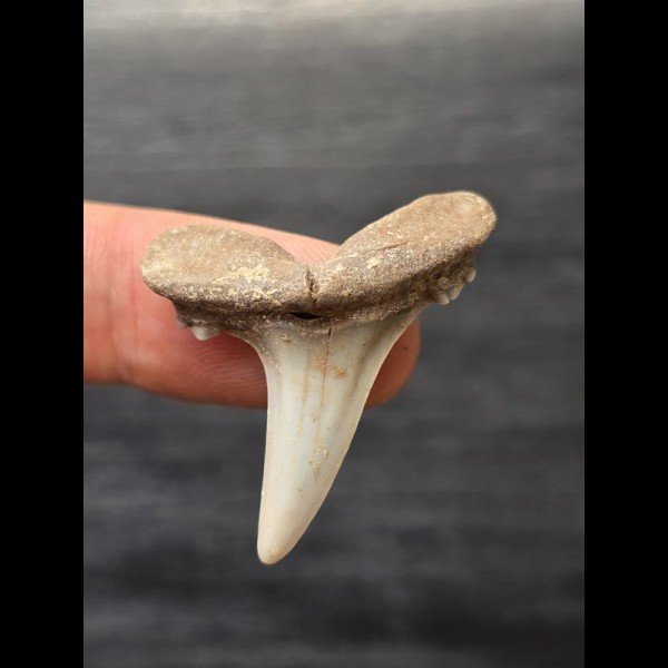 3,5 cm Jaekelotodus trigonalis - Haizahn