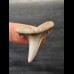 3,5 cm Jaekelotodus trigonalis - Haizahn