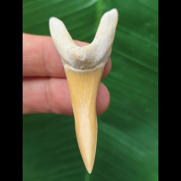 6,3 cm schön erhaltener Zahn des Scapanorhynchus rapax (Koboldhai †)