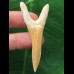 6,3 cm schön erhaltener Zahn des Scapanorhynchus rapax (Koboldhai †)
