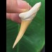6,3 cm schön erhaltener Zahn des Scapanorhynchus rapax (Koboldhai †)