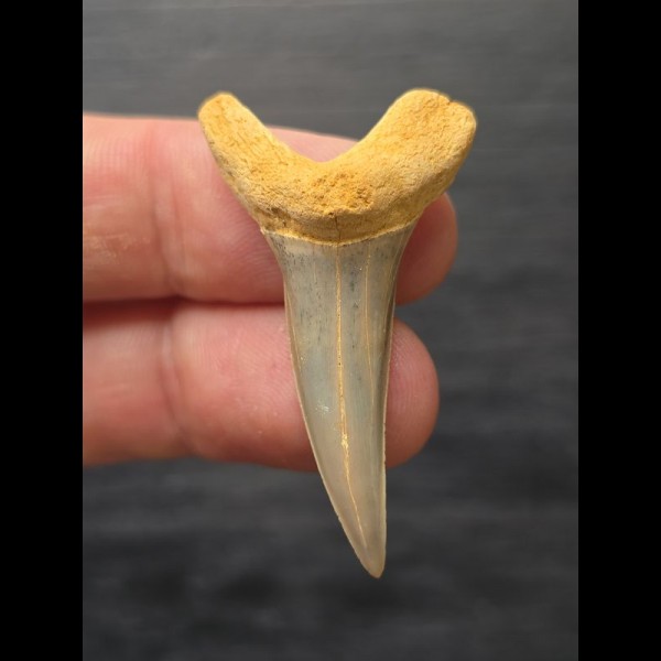 4.1 cm Araloselachus cuspidatus (sand tiger shark †) tooth from Germany