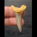 4.1 cm Araloselachus cuspidatus (sand tiger shark †) tooth from Germany