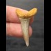3,7 cm Araloselachus cuspidatus (Sandtigerhai †) Zahn aus Deutschland