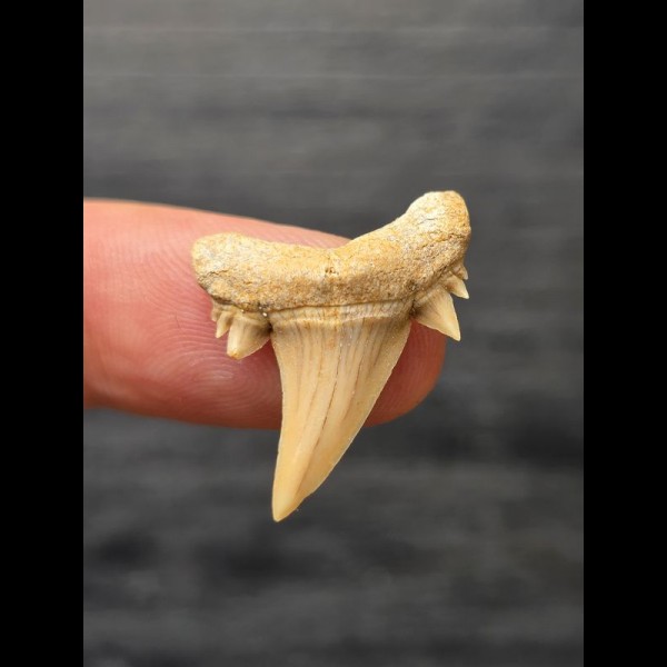 2.5 cm Serratolamna gasfana - shark tooth from Morocco