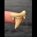 2.5 cm Serratolamna gasfana - shark tooth from Morocco