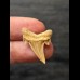 2.5 cm Serratolamna gasfana - shark tooth from Morocco